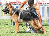 Mareck della Goccia d'Oro 2 Jun.m.